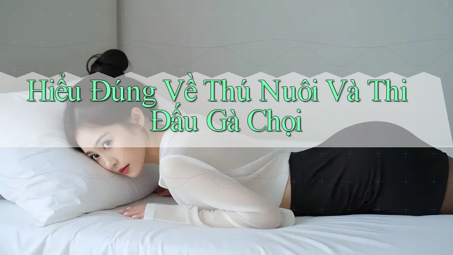 Hiểu Đúng Về Thú Nuôi Và Thi Đấu Gà Chọi Hiểu Đúng Về Thú Nuôi Và Thi Đấu Gà Chọi
