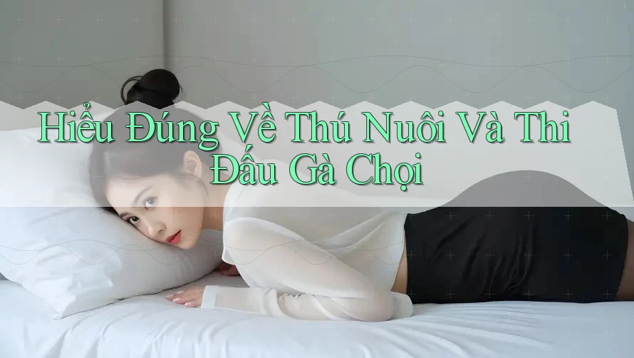 Hiểu Đúng Về Thú Nuôi Và Thi Đấu Gà Chọi Hiểu Đúng Về Thú Nuôi Và Thi Đấu Gà Chọi